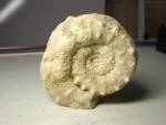 Ammonite de 14cm