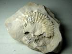 Ammonite de 16cm